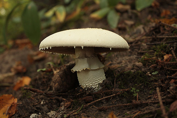 pečiarka Agaricus sp.