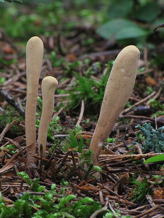 kyjak jazykovitý Clavariadelphus ligula (Schaeff.) Donk