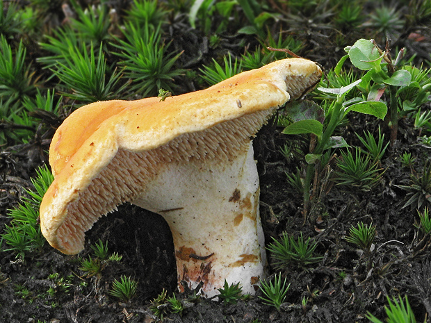 jelenka poprehýbaná Hydnum repandum L.