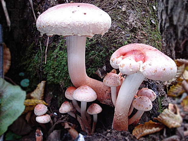 strapcovka tehlovočervená Hypholoma lateritium (Schaeff.) P. Kumm.