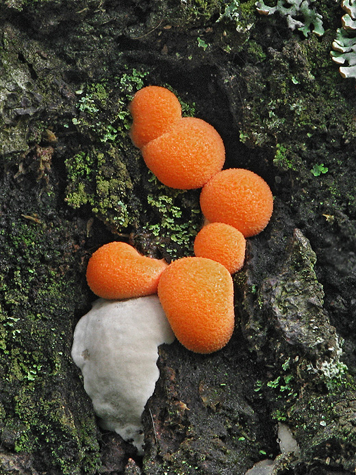 vlčinka oranžová Lycogala terrestre Fr.