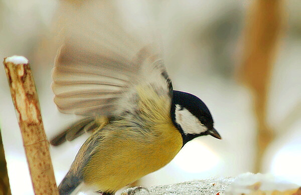 sýkorka bielolíca Parus major