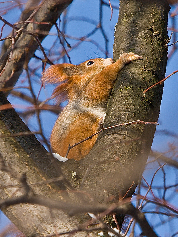 veverička obyčajná Sciurus vulgaris