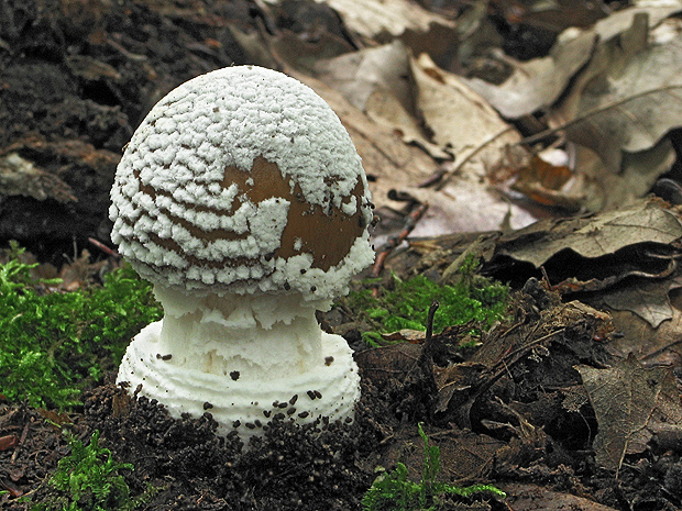 muchotrávka hrubá Amanita excelsa (Fr.) Bertill.