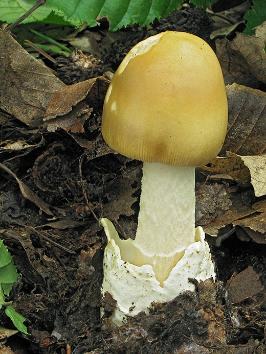 muchotrávka plavohnedá Amanita fulva Fr.