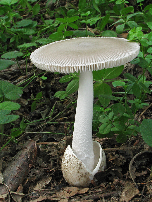 muchotrávka pošvatá Amanita vaginata (Bull.) Lam.