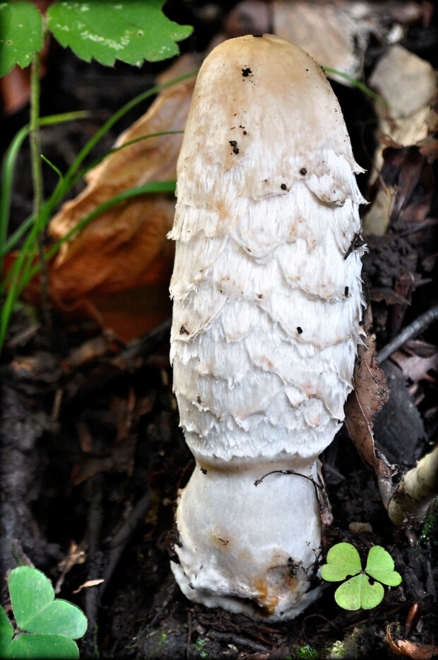 hnojník obyčajný Coprinus comatus (O.F. Müll.) Pers.