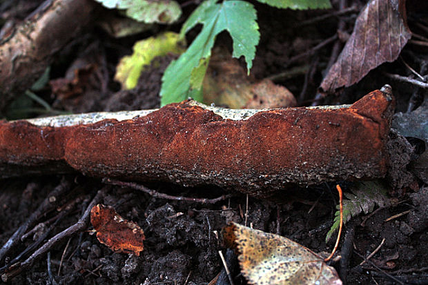 ohňovec bodkovaný Fomitiporia punctata (Fr.) Murrill