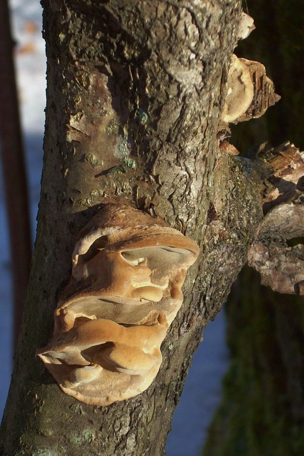 ryšavec lúčový Inonotus radiatus (Sowerby) P. Karst.