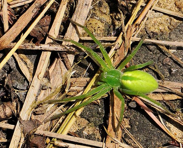 osemočko smaragdové Micrommata virescens (Clerck, 1757)