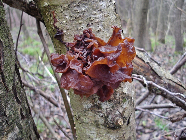 rôsolovka lupeňovitá Phaeotremella foliacea (Pers.) Wedin, J.C. Zamora & Millanes