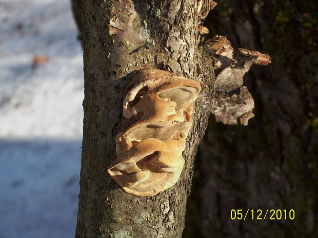 ohňovec Phellinus sp.