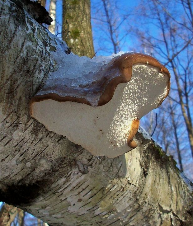 brezovník obyčajný  Piptoporus betulinus (Bull.ex Fr.) P.Karst