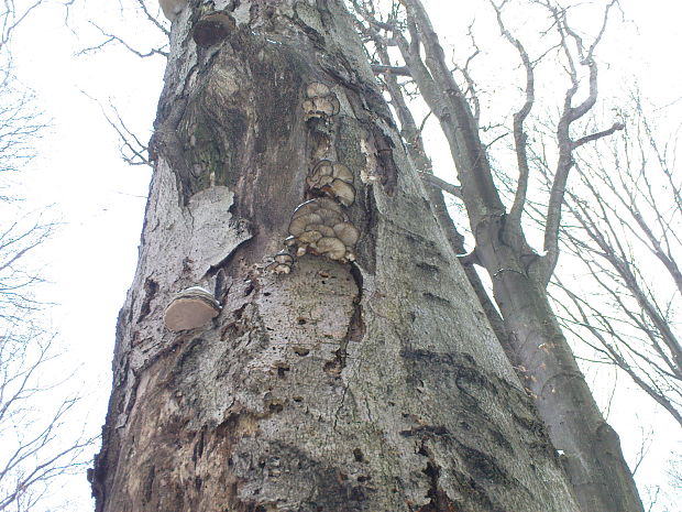 hliva ustricovitá  Pleurotus ostreatus (Jacq.) P. Kumm.