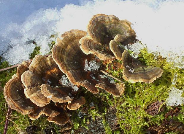 trúdnikovec pestrý   Trametes versicolor  (L.) Lloyd