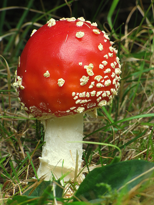 muchotrávka červená Amanita muscaria (L.) Lam.