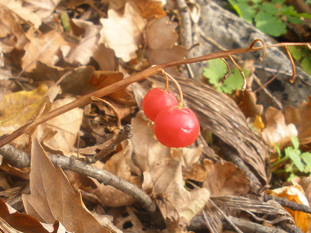 konvalinka voňavá Convallaria majalis L.