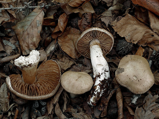 pavučinovec prstencový Cortinarius torvus (Fr.) Fr.