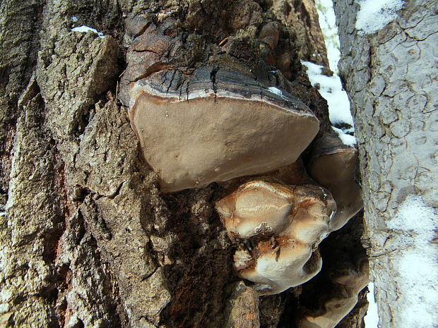 ohňovec mohutný Fomitiporia robusta (P. Karst.) Fiasson & Niemelä