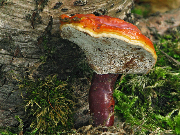 lesklokôrovka obyčajná Ganoderma lucidum (Curtis) P. Karst.