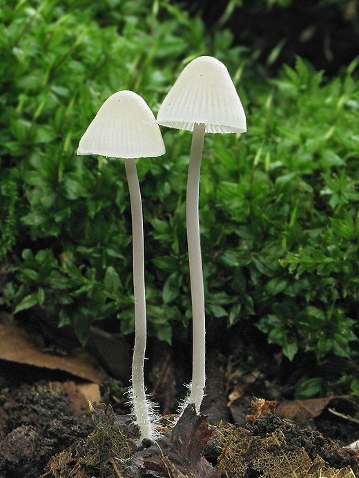 prilbička Mycena sp.