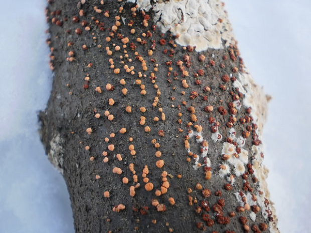 hlivka červená Nectria cinnabarina (Tode) Fr.