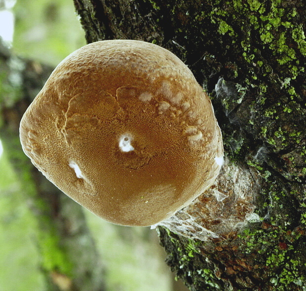 ohňovec slivkový Phellinus pomaceus (Pers.) Maire