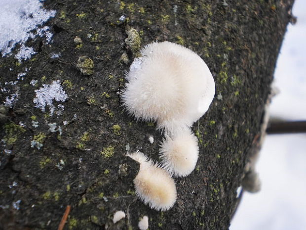 trúdnikovec chlpatý Trametes hirsuta (Wulfen) Lloyd