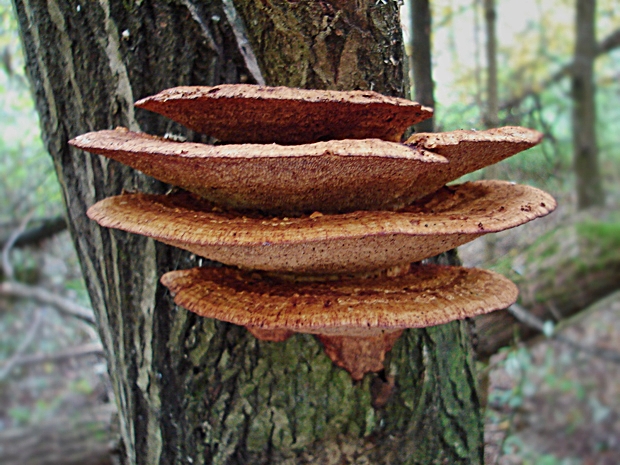 sieťkovček červenkastý Daedaleopsis confragosa (Bolton) J. Schröt.