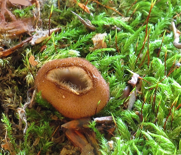 humária polguľovitá Humaria hemisphaerica (F.H. Wigg.) Fuckel