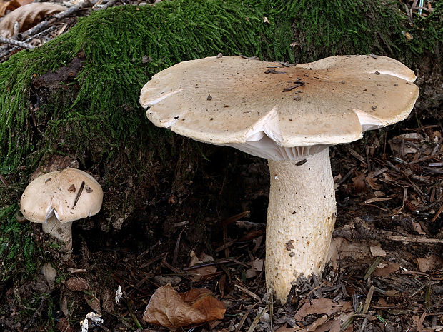 šťavnačka oranžová Hygrophorus abieticola Krieglst. ex Gröger & Bresinsky