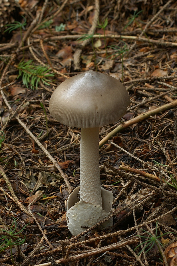 muchotrávka umbrovožltá ? Amanita battarrae (Boud.) Bon