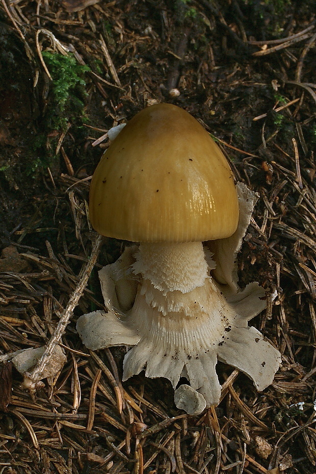 muchotrávka plavohnedá ? Amanita fulva Fr.