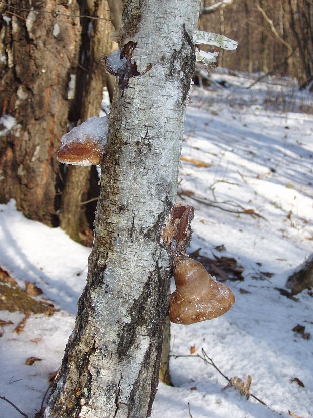 brezovník obyčajný Fomitopsis betulina (Bull.) B.K. Cui, M.L. Han & Y.C. Dai