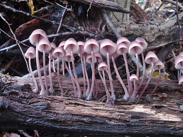 prilbička krvavomliečna Mycena haematopus (Pers.) P. Kumm.