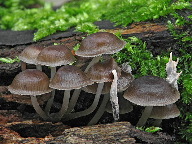 prilbička hnedosivá Mycena tintinnabulum (Paulet) Quél.