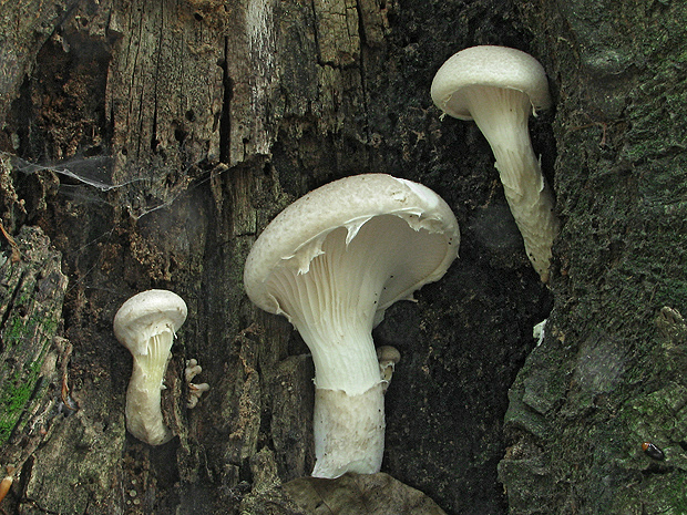 hliva dubová Pleurotus dryinus (Pers.) P. Kumm.