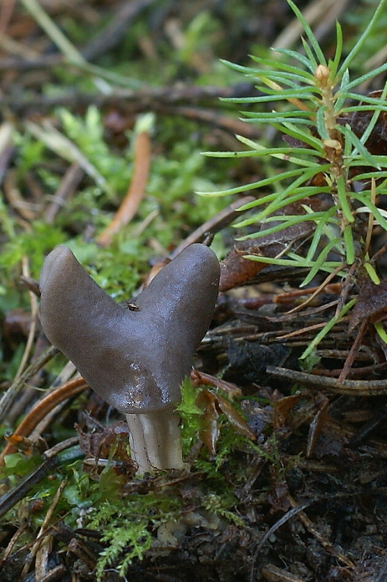 chriapač jamkatý Helvella lacunosa Afzel.