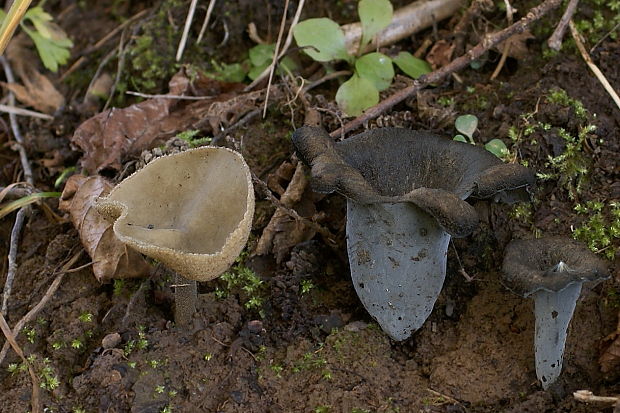 chriapač brvitý a Lievik trúbkovitý Helvella macropus (Pers.) P. Karst.