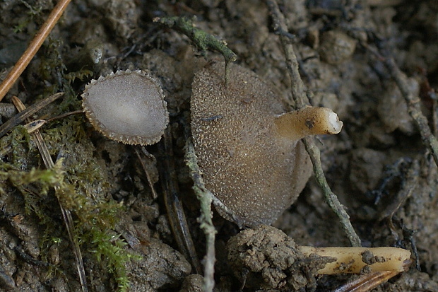 chriapač brvitý Helvella macropus (Pers.) P. Karst.