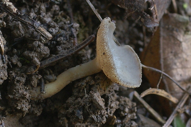 chriapač brvitý Helvella macropus (Pers.) P. Karst.