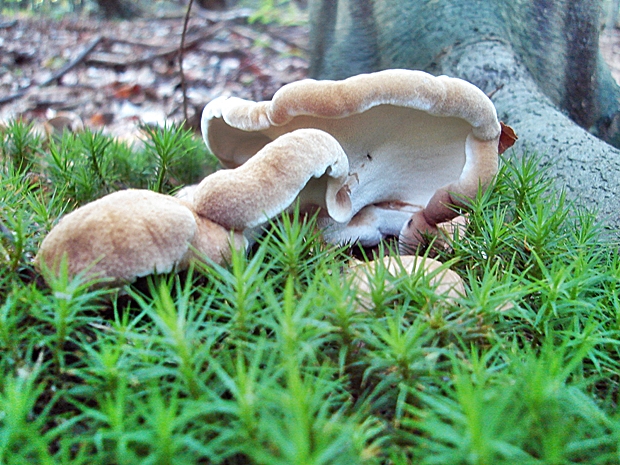 krásnopórovec zelenohnedý Laeticutis cristata (Schaeff.) Audet