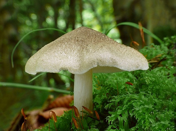 čírovka Tricholoma sp.