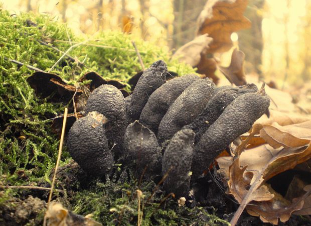 drevnatec kyjakovitý Xylaria polymorpha (Pers.) Grev.