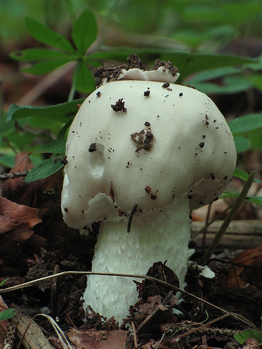 muchotrávka Amanita sp.