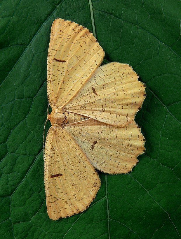 listnatka trnková Angerona prunaria Linnaeus, 1758