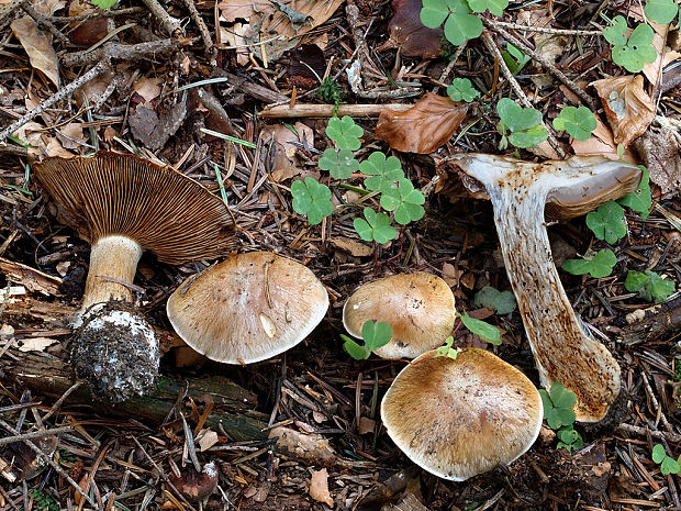 pavučinovec premenlivý Cortinarius glaucopus (Schaeff.) Fr.