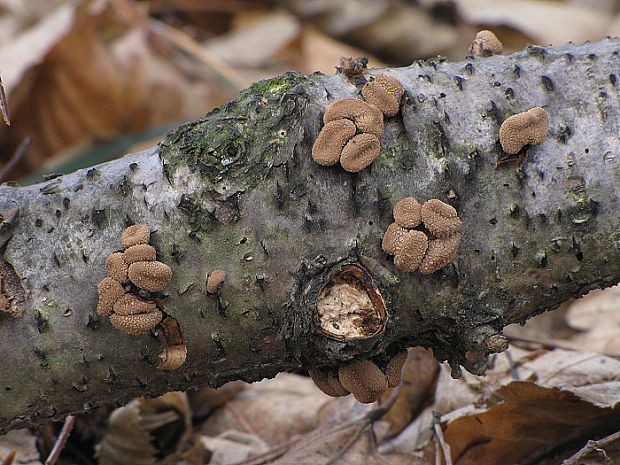 dutinovka otrubnatá Encoelia furfuracea (Roth) P. Karst.