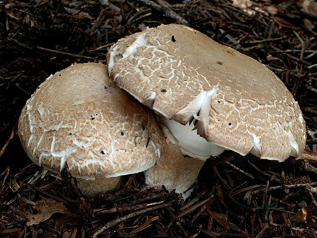 bedlica špinavobiela Leucoagaricus cf. subcretaceus Bon