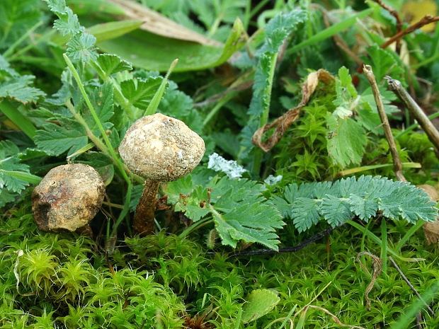 stopkovec zimný Tulostoma brumale Pers.